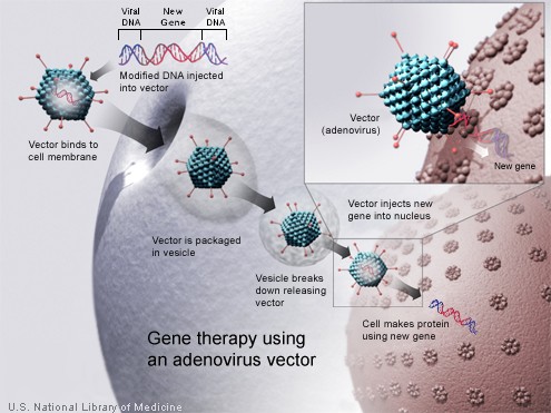 A virus carrying the modified gene ventures into the cell to repair its genome